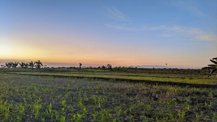 A serene rural landscape at twilight, featuring a vast field of green crops under a sky transitioning from blue to soft orange and yellow at the horizon.