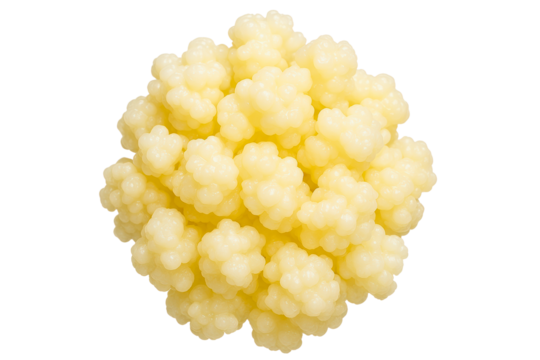 Milk kefir grains are a healthy probiotic starter culture on a transparent background