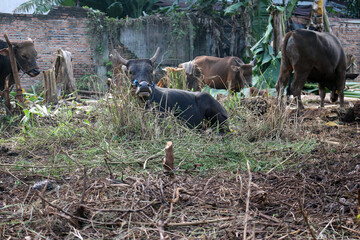 Bima cow in the yard