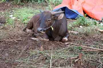 Bima cow in the yard
