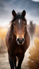Obraz premium Majestic wild horse walking through golden grasses during sunset in a serene landscape