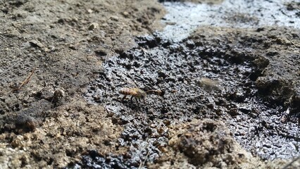 Africanized bee, Apis melifera, Pcela, Austroplebeia australis. Shot in mountain