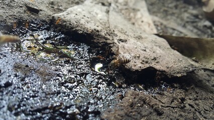 Africanized bee, Apis melifera, Pcela, Austroplebeia australis. Shot in jungle Perfect for documentaries about tropical rainforests and World Wildlife Conservation Day on December 4th.