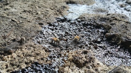 Africanized bee, Apis melifera, Pcela, Austroplebeia australis. The East African lowland honey bee, Apis mellifera scutellata, is a subspecies of the western honey bee.