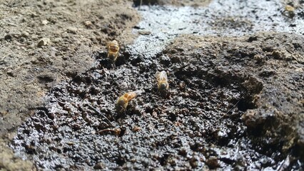 Africanized bee, Apis melifera, Pcela, Austroplebeia australis. The East African lowland honey bee, Apis mellifera scutellata, is a subspecies of the western honey bee.