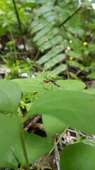 The Micropezidae are a moderate-sized family of acalyptrate muscoid flies in the insect order...