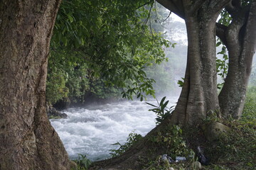 tree in the forest