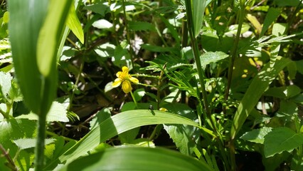 Obraz premium Black soldier fly perched on the leaf. Black Soldier Fly, a species of Soldier flies. Also as known as American Soldier Fly. World Wildlife Conservation Day on December 4th.