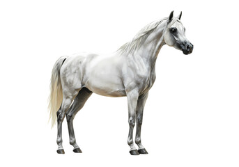 Elegant White Arabian Horse isolated on transparent background
