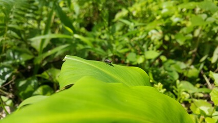 House flies are flies from the Cyclorrhapha suborder that land on green leaves. Shot in the forest. World Wildlife Conservation Day on December 4th.