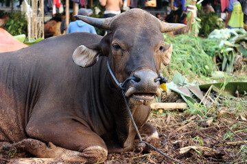 Naklejka premium Bima cow in the yard