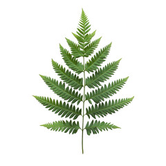 A leafy green plant with a long stem