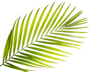 Fototapeta premium plam tree leaf isolated on white background, png, ai generated. 