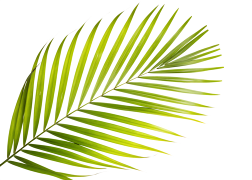 plam tree leaf isolated on white background, png, ai generated.	