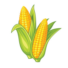 corn isolated vector on white background