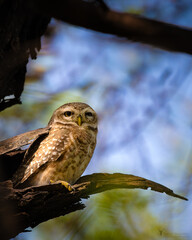 Spotted owl yawning after a nap, perched on a forest tree branch – a charming wildlife close-up capturing expressive bird behavior, natural habitat, and the quiet moments of avian forest life.