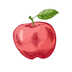 Hand drawn sketch style fruit , vintage apple Illustration.