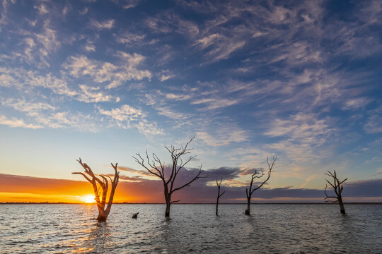 Australia, South Australia, Silhouettes of dead trees standing in Lake Bonney Riverland at sunset