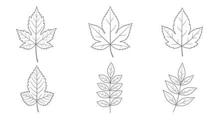 Fototapeta premium Outlined Leaf Illustrations: Various Leaf Shapes, Simple, Botanical, Vector Design.