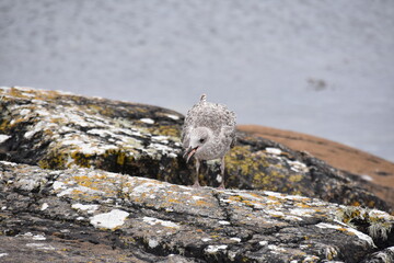 A juvenile seagull stands alone on a weathered rock by the calm sea, its mottled feathers blending...