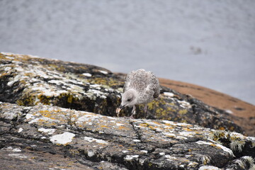 A juvenile seagull stands alone on a weathered rock by the calm sea, its mottled feathers blending...
