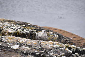 A juvenile seagull stands alone on a weathered rock by the calm sea, its mottled feathers blending...