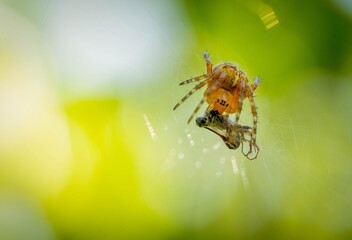 A close-up shot of a spider wrapping its prey, a small insect, in silk on a web, against a bright,...