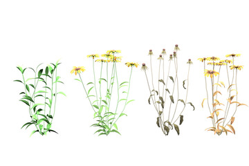 spring flowers isolated on white