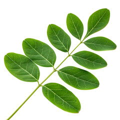 A nutritious single green moringa oleifera leaf, a potent herbal supplement and vegetable, isolated on a transparent background png
