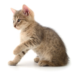 Kitten on white background.