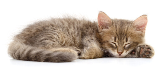 Kitten on white background. © Anatolii