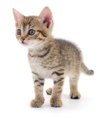 Kitten on white background.