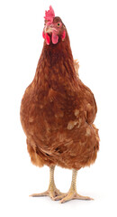 Brown hen isolated.