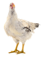 white hen isolated.