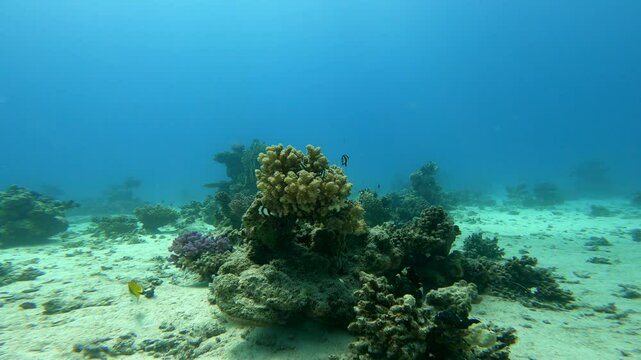 Tropical fish swimming near coral reef in the ocean