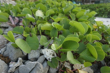 green plant growing in a garden