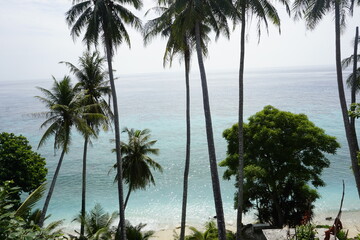 palm trees on a tropical beach