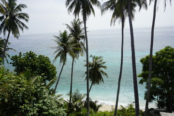 palm trees on a tropical beach