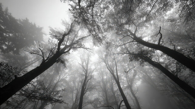 The monochrome image captures a forest canopy with dense fog, evoking a sense of mystery and calm. - Powered by Adobe