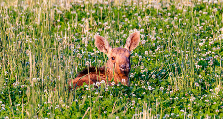 moose calf in the grass