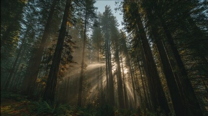 Fototapeta premium Enchanted Misty Forest with Towering Red-Barked Trees and Sunbeams Piercing Ancient Canopy