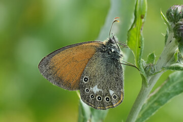 Closeup on a Chestnut Heath butterfly, Coenonympha glycerion with closed wings