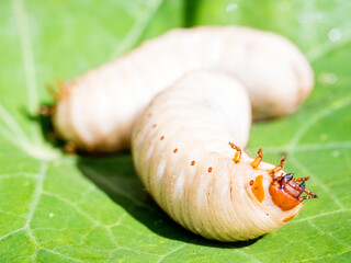 Close-up of beetle larvae on leaf