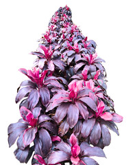 Cordyline Fruticosa Decorative Plant Row – Isolated Transparent PNG of Cordyline Terminalis with Pink-Green Leaves for Design Use