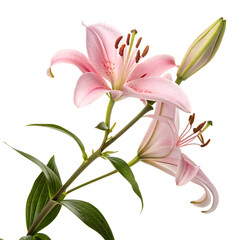 Fototapeta premium An elegant and delicate single pink Asiatic lily blossom showing its stamen isolated on a transparent background png