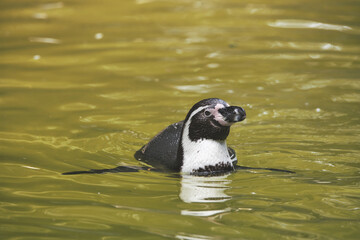 penguin in the water