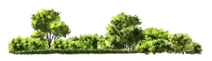  Vector watercolor green  tree or forest side view isolated on white background for landscape and architecture drawing,elements for environment or and garden,Shrub for section