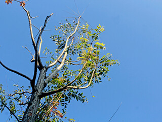 Fototapeta premium The object of the tree around the house with a background of blue clouds looks very natural.