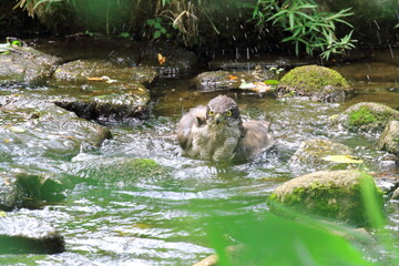 オオタカの水浴び