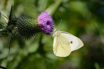 Schmetterling 1411